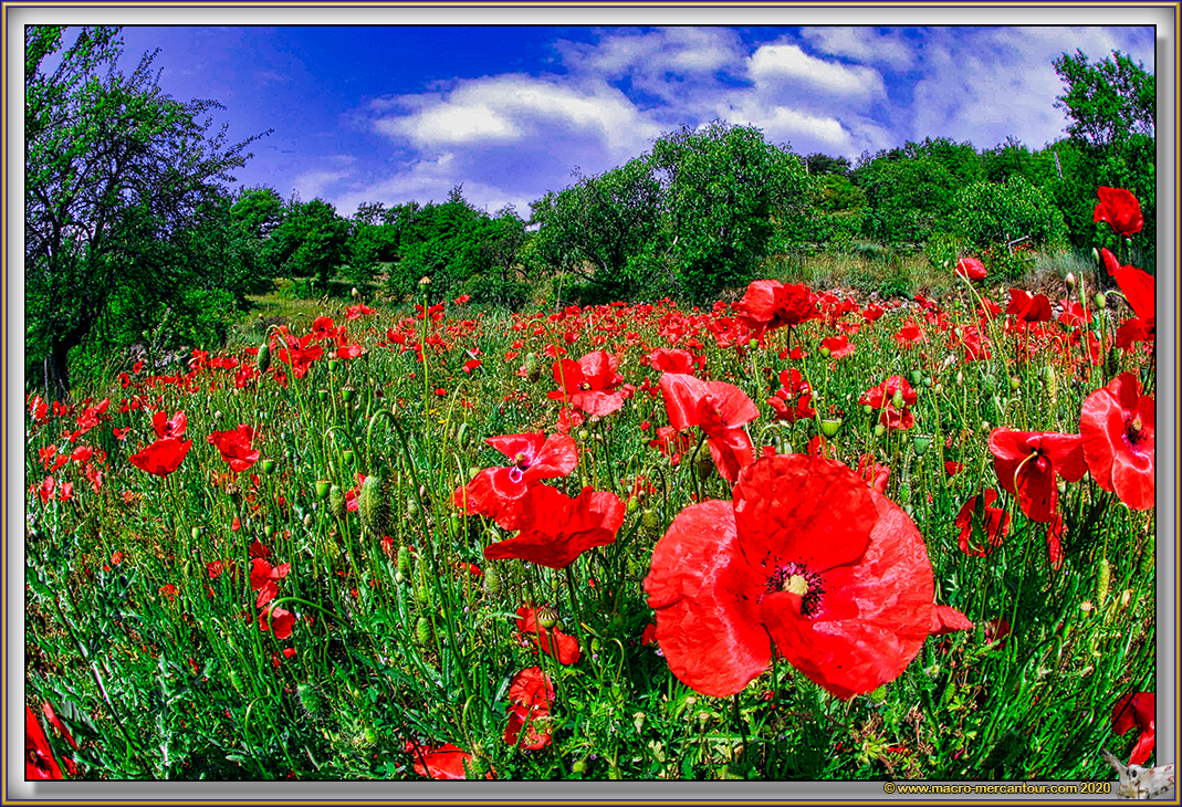 Coquelicot